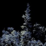 discovery-of-potential-tallest-rainforest-tree-in-australia