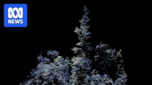 discovery-of-potential-tallest-rainforest-tree-in-australia