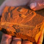 discovery-of-red-rocks-in-australia-challenges-fossil-site-norms