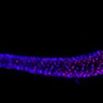 dna-hitchhiking-discovery-could-revolutionize-anti-aging-medicine