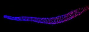 dna-hitchhiking-discovery-could-revolutionize-anti-aging-medicine