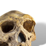 evolutionary-advantage-how-lead-poisoning-shaped-human-development