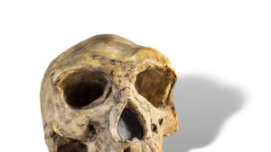 evolutionary-advantage-how-lead-poisoning-shaped-human-development