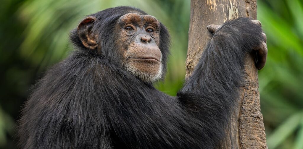 exploring-the-longevity-gap-why-female-animals-often-outlive-males
