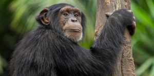 exploring-the-longevity-gap-why-female-animals-often-outlive-males