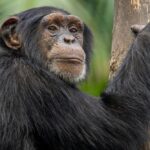 female-longevity-unraveling-the-mystery-of-sex-differences-in-lifespan
