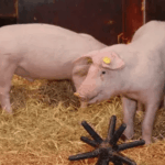 gene-edited-pigs-show-resistance-to-classical-swine-fever-offering-hope-for-global-pork-industry