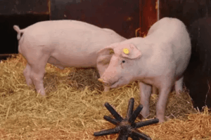 gene-edited-pigs-show-resistance-to-classical-swine-fever-offering-hope-for-global-pork-industry