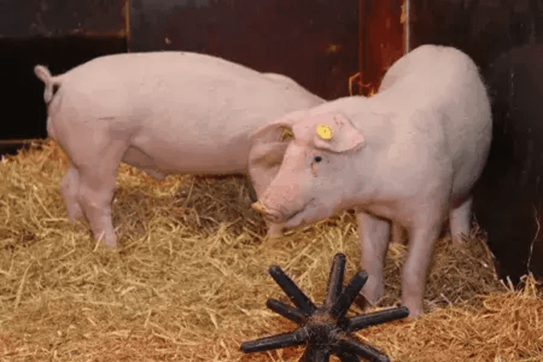 gene-edited-pigs-show-resistance-to-classical-swine-fever-offering-hope-for-global-pork-industry