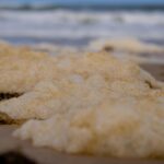 governments-unveil-102-5-million-plan-to-combat-algal-blooms-in-south-australia