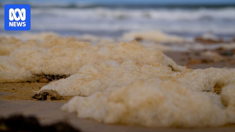 governments-unveil-102-5-million-plan-to-combat-algal-blooms-in-south-australia
