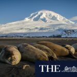 h5n1-bird-flu-suspected-on-heard-island-amid-global-wildlife-crisis