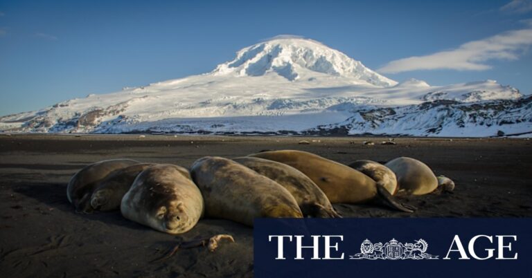 h5n1-bird-flu-suspected-on-heard-island-amid-global-wildlife-crisis