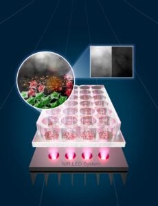 innovative-led-treatment-targets-cancer-cells-spares-healthy-tissue