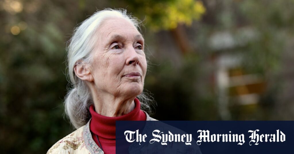 jane-goodall-s-legacy-a-pioneering-voice-in-conservation-and-critic-of-australian-policies