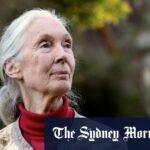 jane-goodall-s-legacy-a-pioneering-voice-in-conservation-and-critic-of-australian-policies
