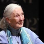jane-goodall-the-trailblazer-who-redefined-humanity-through-chimpanzees