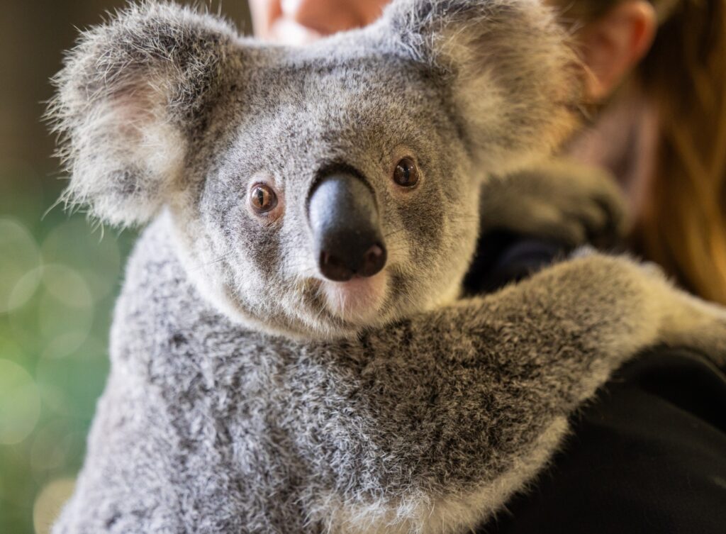 koalas-endangered-by-stress-and-disease-new-study-reveals-alarming-trends