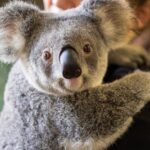 koalas-endangered-by-stress-and-disease-new-study-reveals-alarming-trends