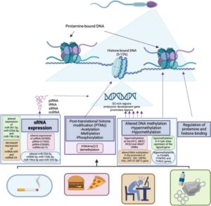 lifestyle-and-environment-impact-on-sperm-epigenome-and-fertility