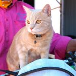 mango-the-muster-cat-a-symbol-of-resilience-in-queensland-s-recovery