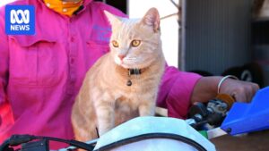 mango-the-muster-cat-a-symbol-of-resilience-in-queensland-s-recovery