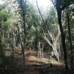 mediterranean-forests-stay-cooler-in-strictly-protected-areas-study-reveals