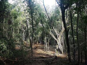 mediterranean-forests-stay-cooler-in-strictly-protected-areas-study-reveals