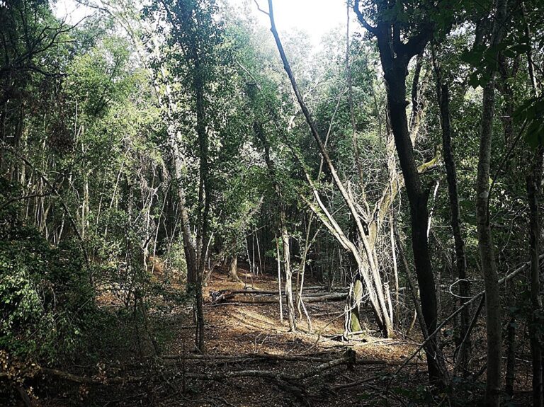 mediterranean-forests-stay-cooler-in-strictly-protected-areas-study-reveals