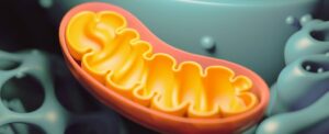 mitochondrial-dna-errors-may-fuel-inflammation-impacting-health
