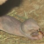 naked-mole-rats-longevity-linked-to-unique-dna-repair-mechanism