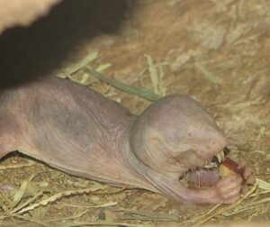 naked-mole-rats-longevity-linked-to-unique-dna-repair-mechanism