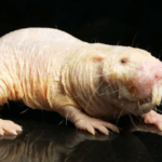 naked-mole-rats-the-key-to-unlocking-human-longevity-