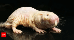 naked-mole-rats-the-key-to-unlocking-human-longevity-