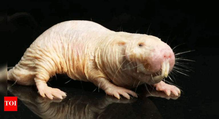 naked-mole-rats-the-key-to-unlocking-human-longevity-