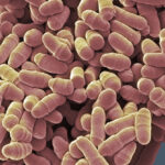 new-drug-rapalink-1-shows-promise-in-extending-cellular-lifespan