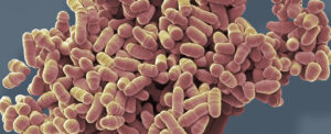 new-drug-rapalink-1-shows-promise-in-extending-cellular-lifespan