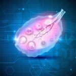 new-insights-into-ovarian-aging-and-fertility-decline