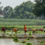 newborn-girl-found-buried-alive-in-india-sparks-debate-on-gender-bias