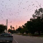 north-queensland-warns-of-flying-fox-encounters-amid-rising-incidents