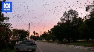 north-queensland-warns-of-flying-fox-encounters-amid-rising-incidents