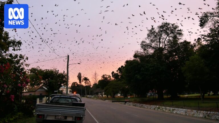 north-queensland-warns-of-flying-fox-encounters-amid-rising-incidents