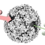 protein-nanocages-revolutionizing-metal-recovery-from-e-waste