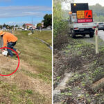 queensland-s-61-million-battle-against-the-invasive-fire-ant-threat