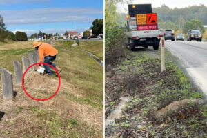 queensland-s-61-million-battle-against-the-invasive-fire-ant-threat