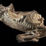 Dinosaur Mummies