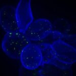 researchers-uncover-how-dna-mutations-drive-drug-resistance-in-microorganisms