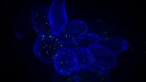 researchers-uncover-how-dna-mutations-drive-drug-resistance-in-microorganisms