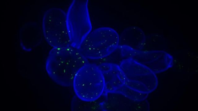 researchers-uncover-how-dna-mutations-drive-drug-resistance-in-microorganisms