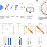 revolutionary-3d-genome-mapping-unveils-hidden-dna-complexities